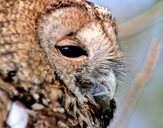 Tawny Owl