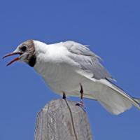 Black Headed Gull