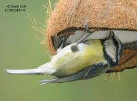 grey tit feeding on coconut halves