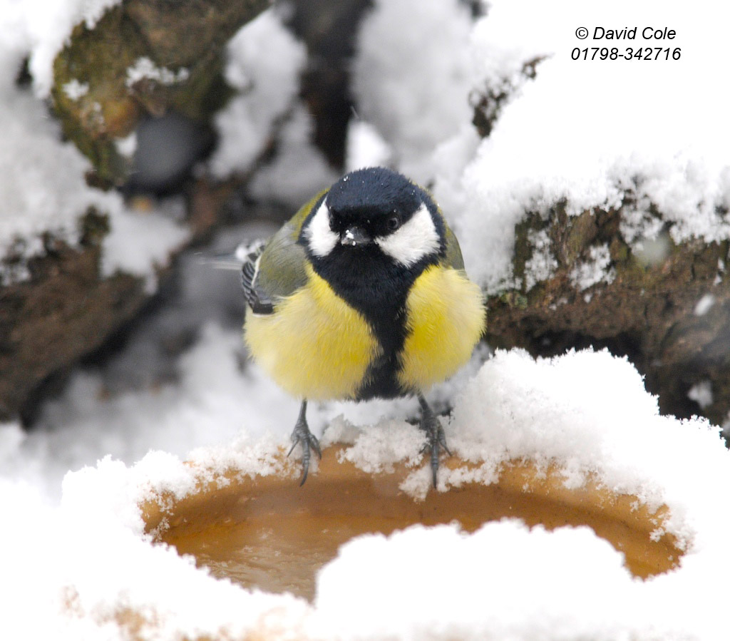 Tits in Snow