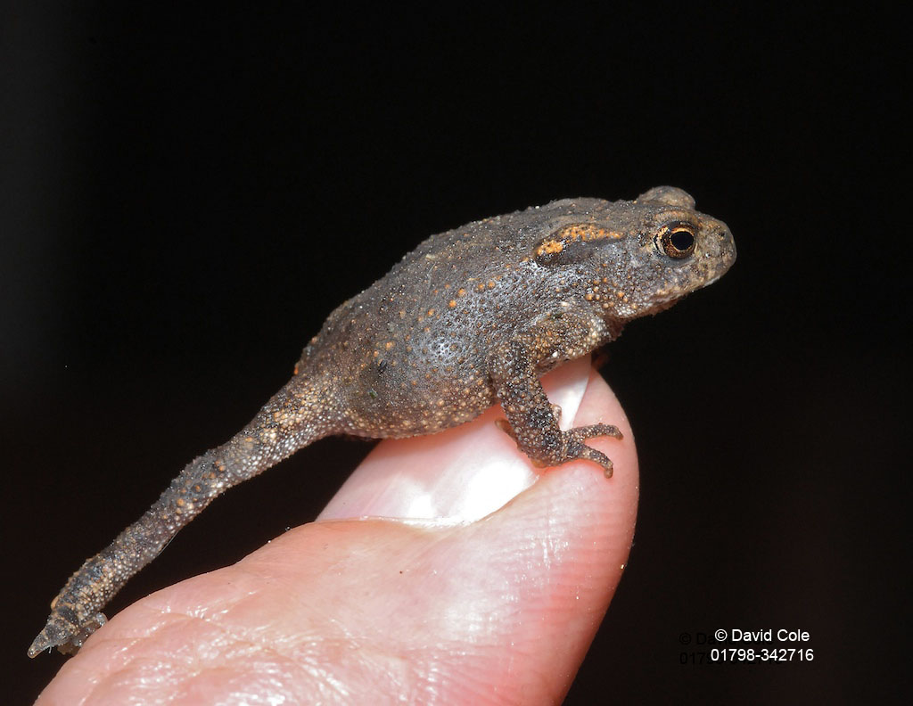 The Common Toad By David Cole