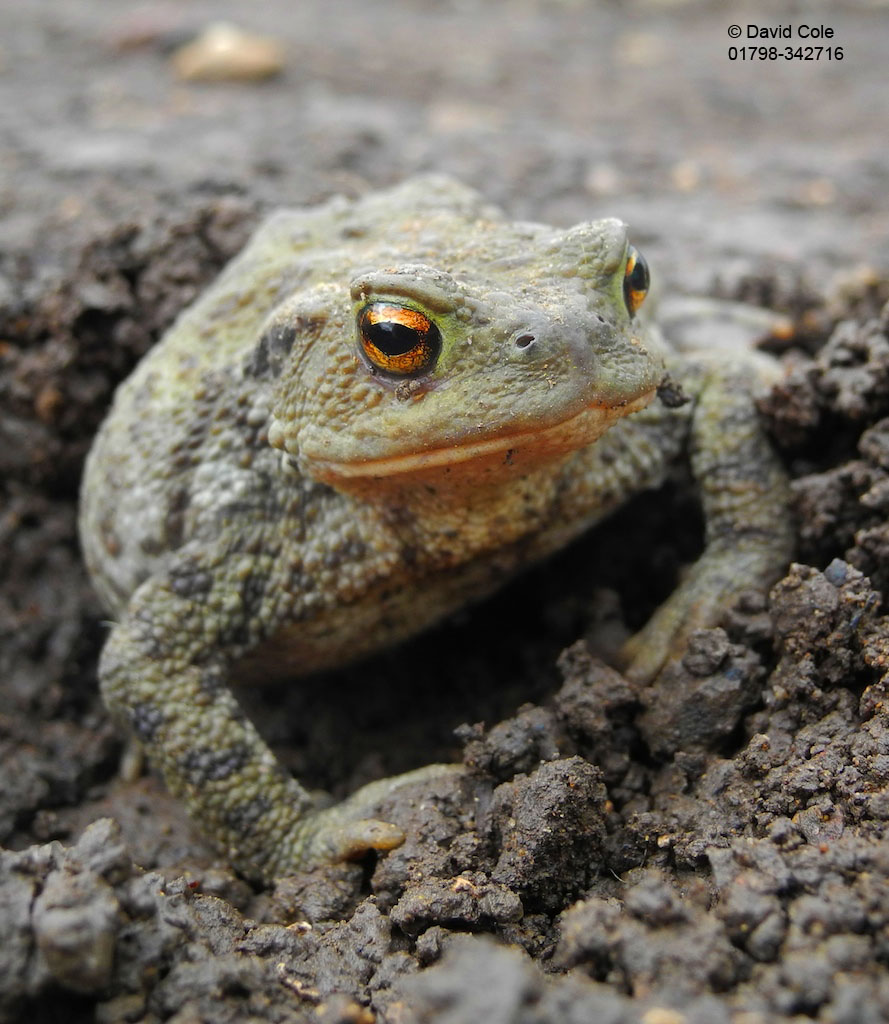The Common Toad By David Cole