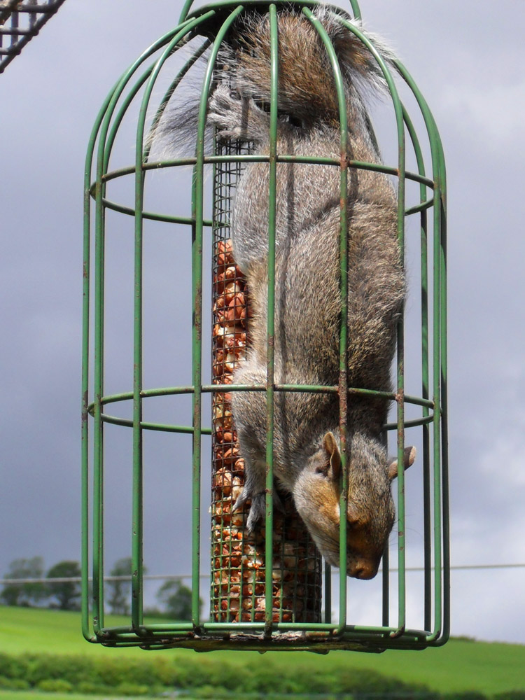 Trapped Squirrel