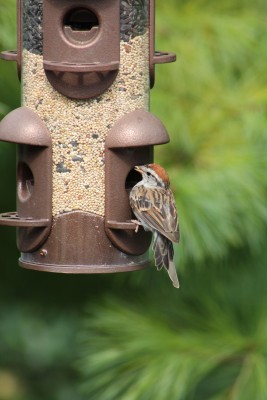 What To Feed Birds