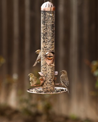 Where To Feed Birds