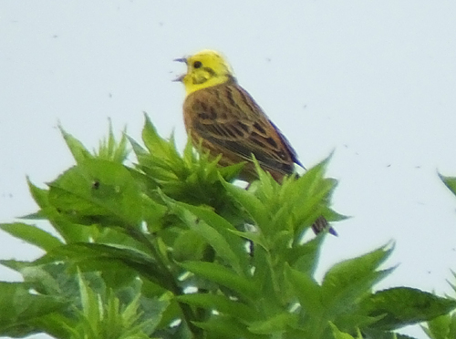 Yellowhammers