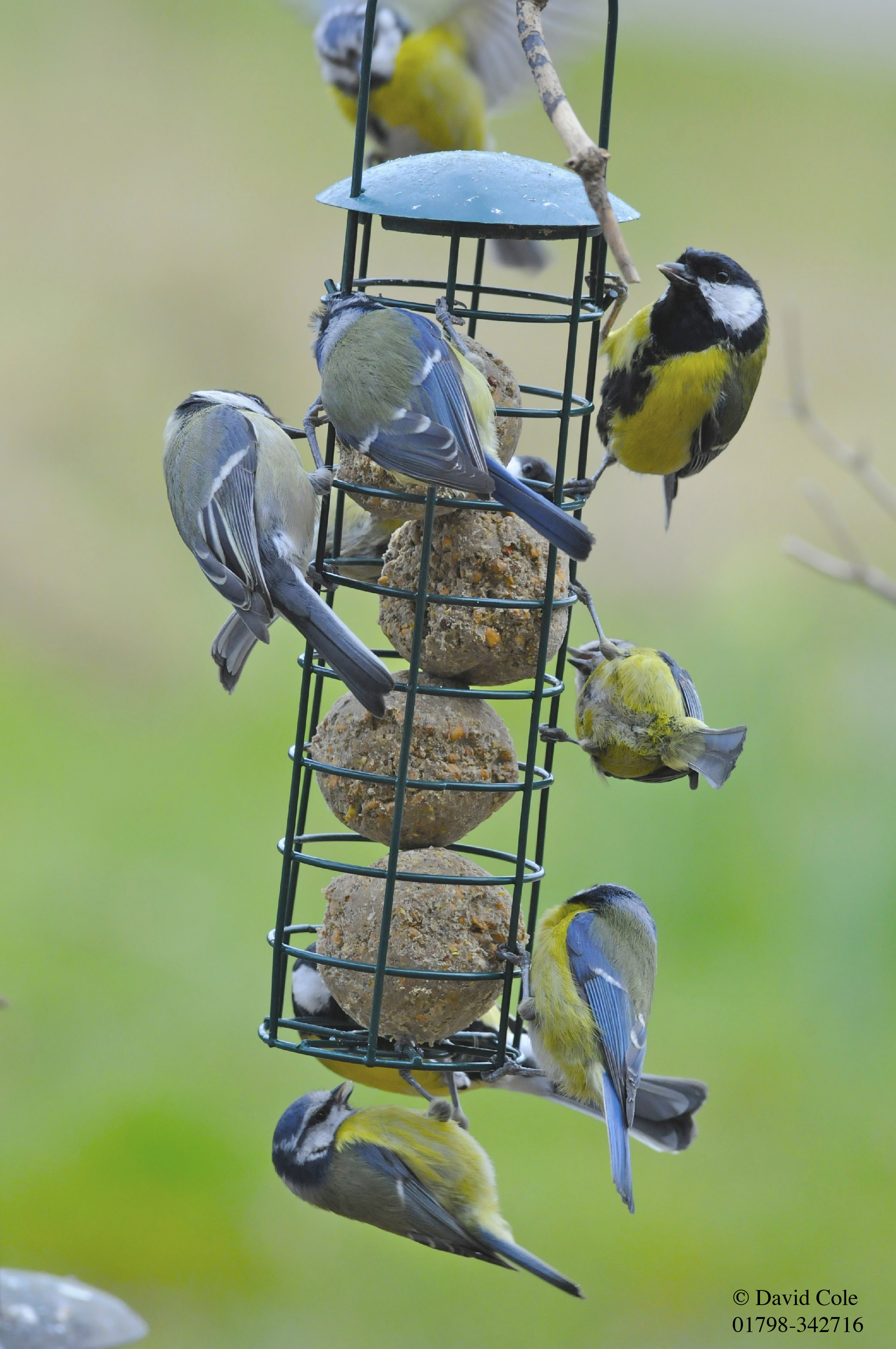 Birds Feeding On Fat Balls