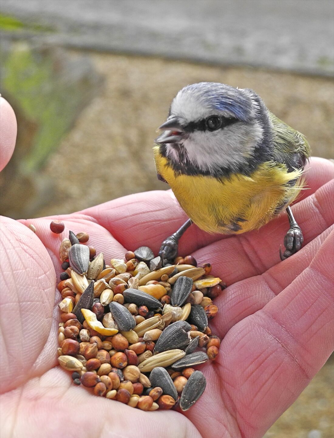 Blue Tit Feeding On Hand