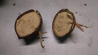Imperfect Coconut Halves