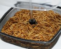 mealworm