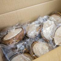 Suet Filled Coconut Halves Wild Birds