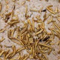 Triple Flavour Sue Blocks Insect Mealworm Berry