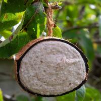 Suet Filled Coconut Halves Wild Birds