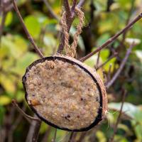 Peanut Butter with Coconut Halves