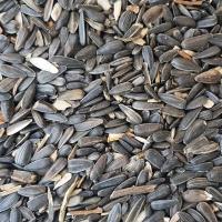 Black Sunflower Seeds Oct 2018