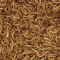 Dried Mealworms