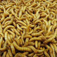 Live Mealworms