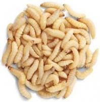 Live Waxworms