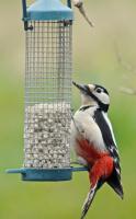 suet pellets