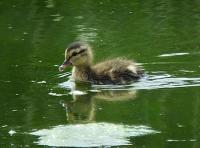 Young Mallard chick taken at Marshside RSPB in Southport, Merseyside.