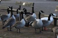 Canada Geese plus an interloper, photographed at Thrybergh Reservoir, Rotherham, on 02/02/13.