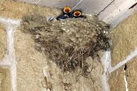 Swallows nesting in our front porch.