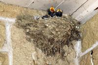 Swallows nesting in our front porch.