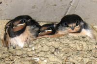 Swallows nesting in our front porch.