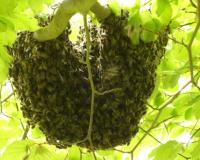 Honey bee swarm