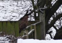 Billy buzzard. I've been feeding he or she for over a year now. Loves raw chicken.