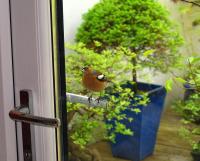 Chaffinch on door handle