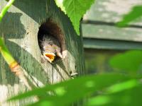 Wren chicks in nest box