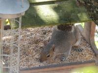 Oy! Get off my bird food!