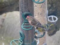 Lesser redpoll