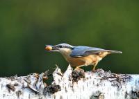 Nuthatch with nut.