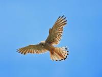 Kestrel hovering, south devon cliffs.