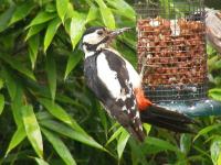 A Greater Spotted Woodpecker on our nut feeder. He came for a few days and then disappeared,