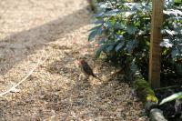 Robin in my garden