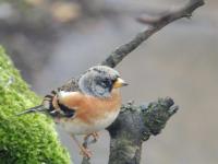 Brambling