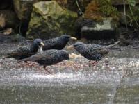 Starlings feeding in the rain