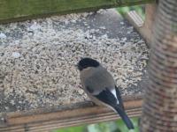 Mrs. Bullfinch