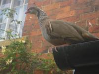 Up close with a red legged partridge