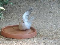 Collared Dove airing the armpits