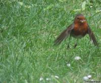 Robin does a quick hop