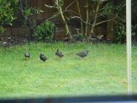 A success story in my garden. Have not seen a starling for over ten years then four in one go. I only started feeding the birds with seed a few years back