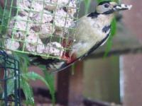 Great spotted woodpecker's love Twootz fat balls
I sometimes make my own by melting suet or lard then stir in the Twootz feed, allow to harden then either shape to ball or a flat slab for your chosen choice of feeder