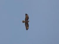 A buzzard distinguished by the broader wings and shorter tail than then the Red Kites. These birds always circling overhead catching the updraughts rising from the top of the hill that we live on plus road kill on nearby M40