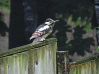 Young Great spotted woodpecker waiting on my garden fence. Watch my video 
 http://youtu.be/BuHeF3LkJIA?list=UUInnHnT_oUif7kZh1NTjTUQ paste into address bar