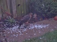 Opened my curtains and was met with a sparrowhawk eating a collared dove on my path. The dove was a bit sickly so though sad a story of survival of the fittest.