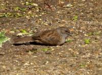 Dunnock been busy feeding chicks so having a well deserved rest.